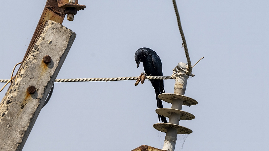 Black Drongo
